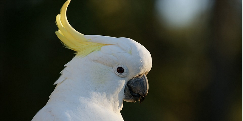 There are also white cockatoos everywhere