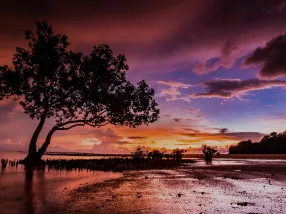 A stunning tropical sunset at Mindil Beach, with the sky ablaze in shades of orange, pink, and purple. Silhouettes of palm trees frame the image. People are enjoying the beach, some watching the sunset, others browsing through market stalls. The calm Arafura Sea reflects the vivid colors of the sky.